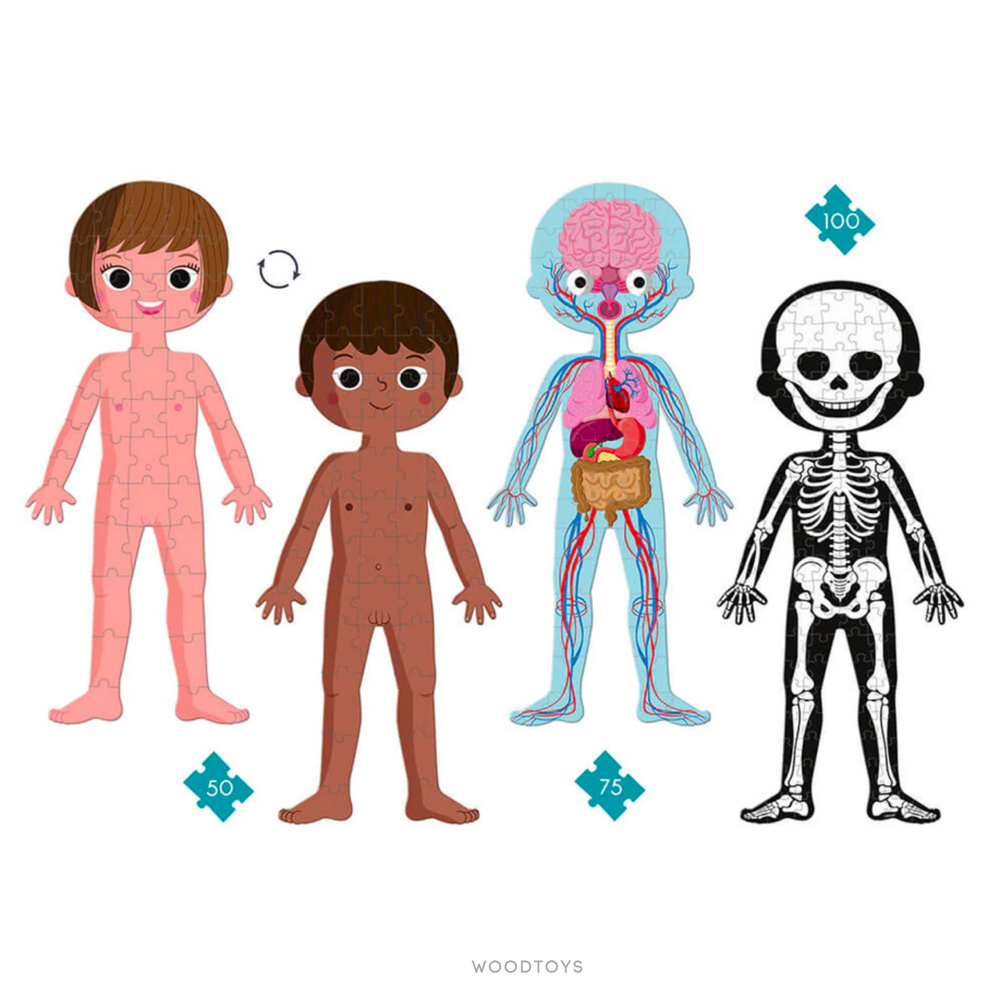 4 Puzzles Educativos - Cuerpo Humano 50, 75 y 100 PZ.